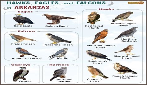 Falcons Of Ocala - Lighting Fast Flyers