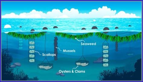 Unleashing The Power Of Alexa's Maas For Scalability: Discoveries And Insights